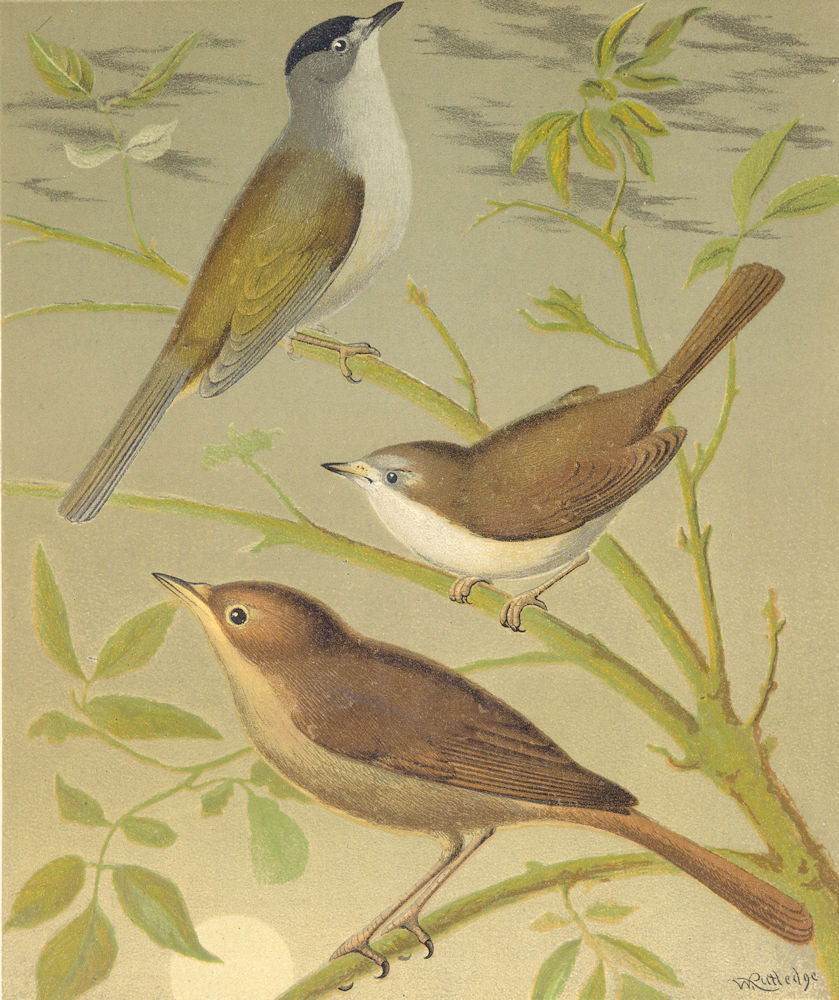 CAGE BIRDS. Chromolitho. Black- cap; White- Throat; Nightingale.Blakston 1880